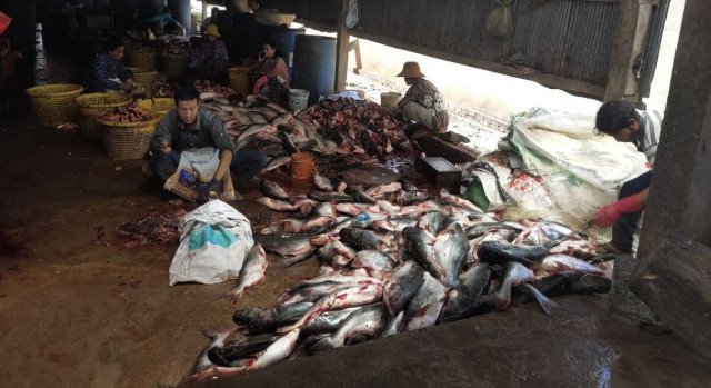 សមាគមសុវត្ថិភាពត្រី និងសមាគមវារីវប្បករកម្ពុជា ទទូចឱ្យអាជ្ញាធររឹតត្បិតការនាំចូលត្រីក្លាសេ្សពីថៃ