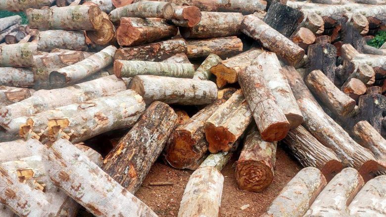 រដ្ឋបាលព្រៃឈើបង្ក្រាបបទល្មើសព្រៃឈើ ចាប់បាន​រណា​រយន្ត​ ១ គ្រឿង និង​ឈើ​អុស​សរុប​ចំនួន ៨ ​ស្ទែរ​ នៅ​ស្រុក​សន្ទុក ខេត្តកំពង់ធំ