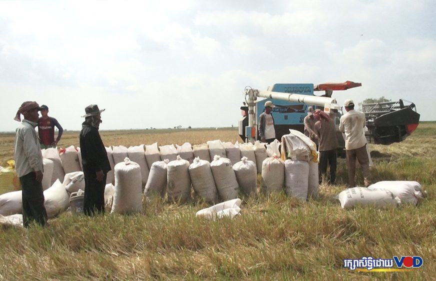 កម្ពុជា​រក​ចំណូល​បាន​ជាង​១ពាន់លាន​ដុល្លារ​ពី​ការ​នាំចេញ​ស្រូវ​និង​អង្ករ​រយៈពេល​១១ខែឆ្នាំនេះ
