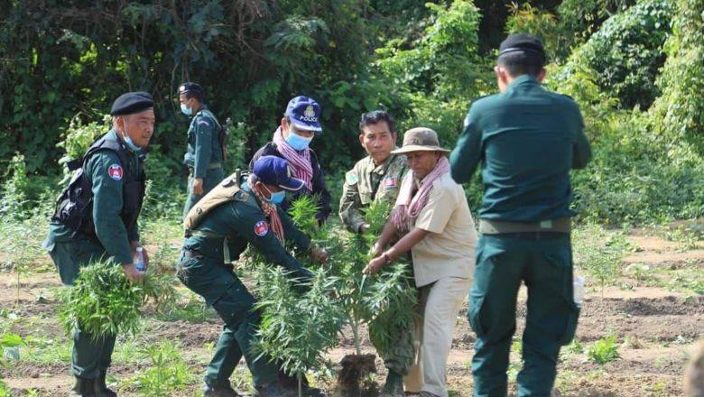 នគរបាល​កំពុង​ស្រាវ​ជ្រាវ​រក​ជន​លួច​ដាំកញ្ឆា ជាង ​១ ពាន់​ដើម ​ដែល​រត់​គេច​ពេល​សមត្ថ​កិច្ច​ចុះ​បង្ក្រាប​
