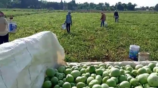 កសិករ​ដាំ​បន្លែ​នៅ​ខេត្តបាត់ដំបង​មាន​ជីវភាព​លំបាក​ដោយសារ​តម្លៃ​កសិផល​ចុះថោក