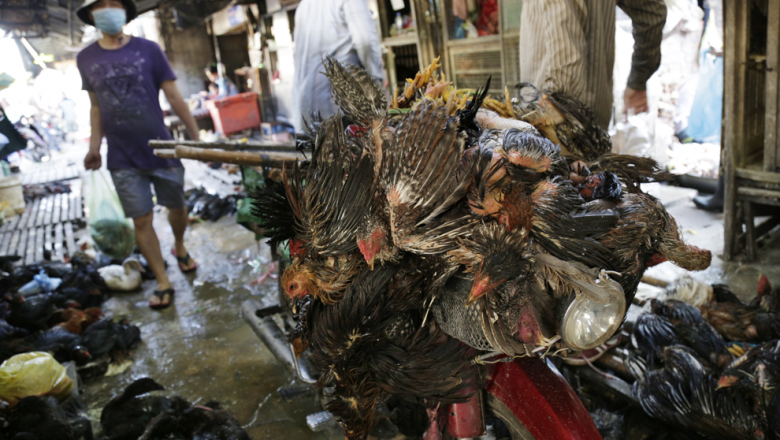 ក្រសួង​ ២ ​ក្រើនរំឭក​ឱ្យ​ត្រួតពិនិត្យ​ការដឹកជញ្ជូន​សត្វ​បក្សី​ និង​ជ្រូក​នៅមុន​ចូលឆ្នាំ​ចិន