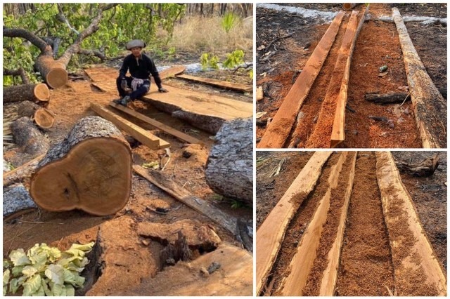 មានករណីលួចដឹកឈើចេញពីឧទ្យានឫស្សីត្រឹប ខណៈថ្មីៗមានករណីភ្លើងឆេះព្រៃអស់ ២០០ហិកតា