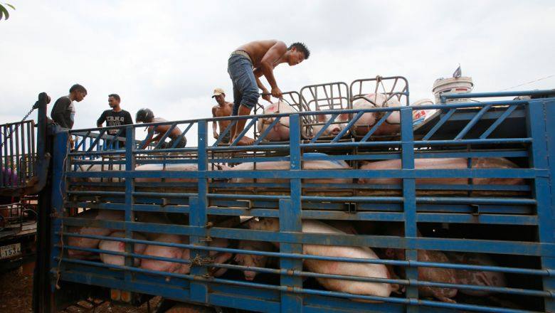 ការនាំចូល​ជ្រូក​ពី​ក្រៅប្រទេស​ត្រូវ​បាន​រឹតបន្តឹង ក្រោយពី​រកឃើញ​ជ្រូក​នាំចូល​ពី​ក្រៅ​មាន​ជំងឺប៉េស្