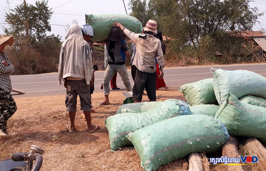 ប្រជាកសិករនៅពោធិ៍សាត់ ថាដំឡូងមីឆ្នាំនេះមានទីផ្សារល្អជាងស្រូវ