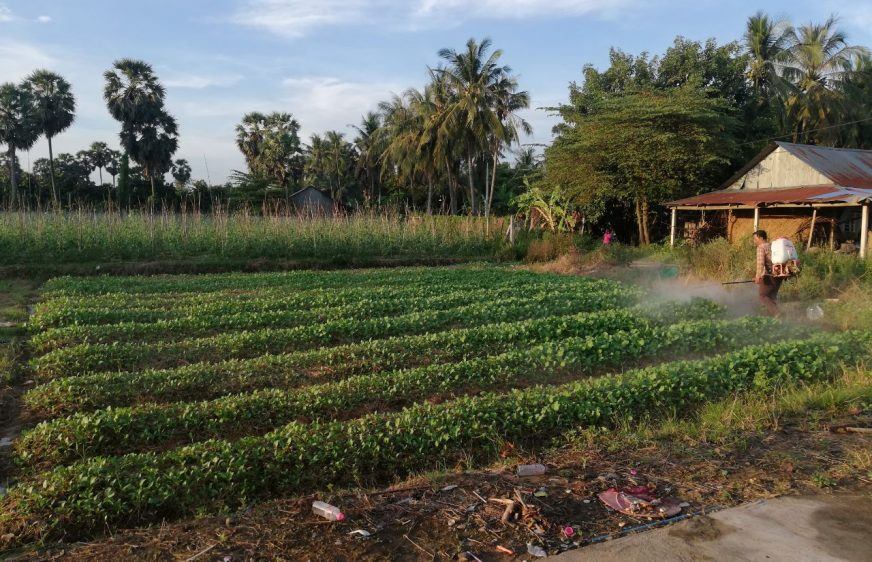 បន្លែប្រើគីមីហួសកម្រិតនាំឱ្យ​កើតជំងឺមហារីក