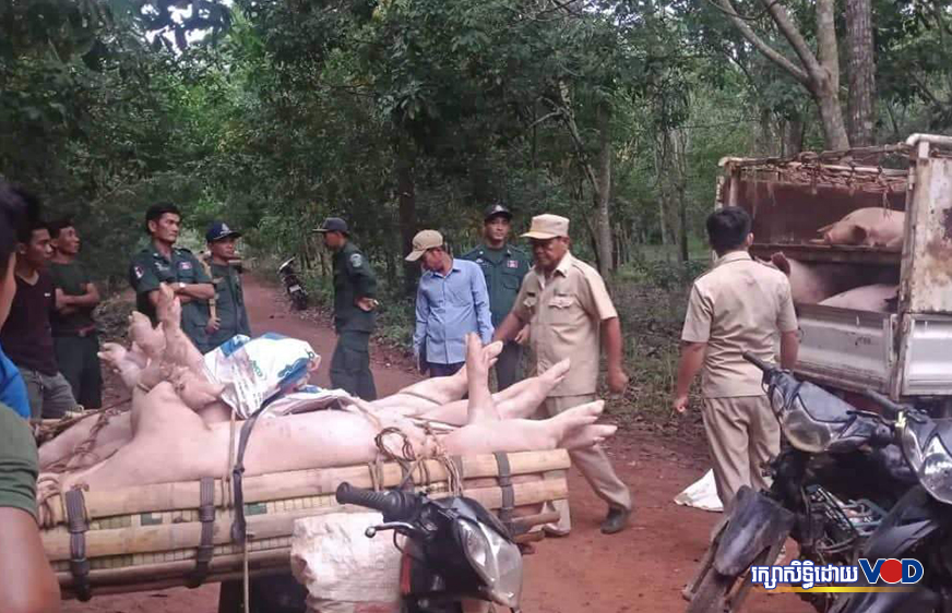 សមត្ថកិច្ចប្រមូលជ្រូកកើតជំងឺប៉េស្តនៅខេត្តត្បូងឃ្មុំយកទៅសម្លាប់