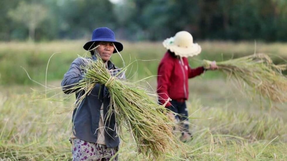 លោកឧកញ៉ា ហ៊ុន ឡាក់៖ រោងម៉ាស៊ីនកិនស្រូវបាត់ដំបងភាគច្រើនផ្អាក មិនមែនព្រោះការនាំចូលអង្ករវៀតណាមទាបជាងទេ