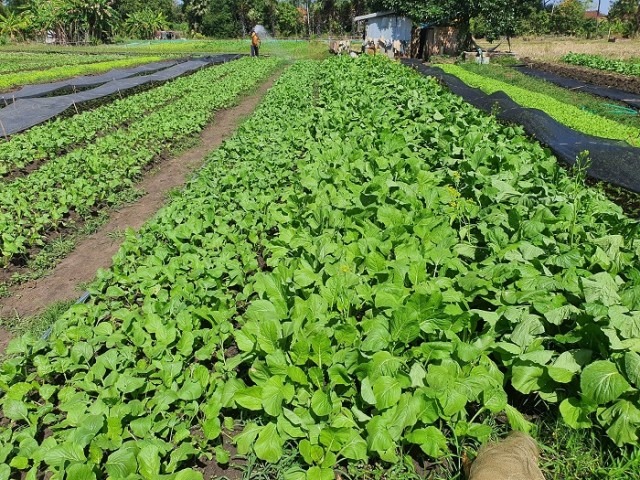 បន្លែ​ស្ពៃ​ក្នុង​ខេត្តព្រៃវែង ធ្លាក់​ថ្លៃ ខណៈ​ស្រូវ​មានតម្លៃ​ខ្ពស់