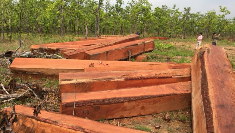 មន្ត្រី​បរិស្ថាន​ត្រូវ​ហៅ​សួរ​រឿង​គេ​កាប់​ឈើ​ក្នុង​ដែន​ជម្រក​សត្វ