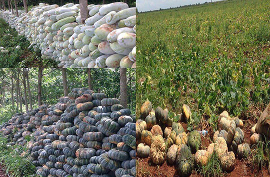 បក្សយុវជន៖ កសិករនឹងក្រីក្រយ៉ាងខ្លាំង ក្នុងពេលបីឆ្នាំទៀត បើអ្នកនយោបាយមិន ដោះស្រាយបញ្ហា តម្លៃកសិផល