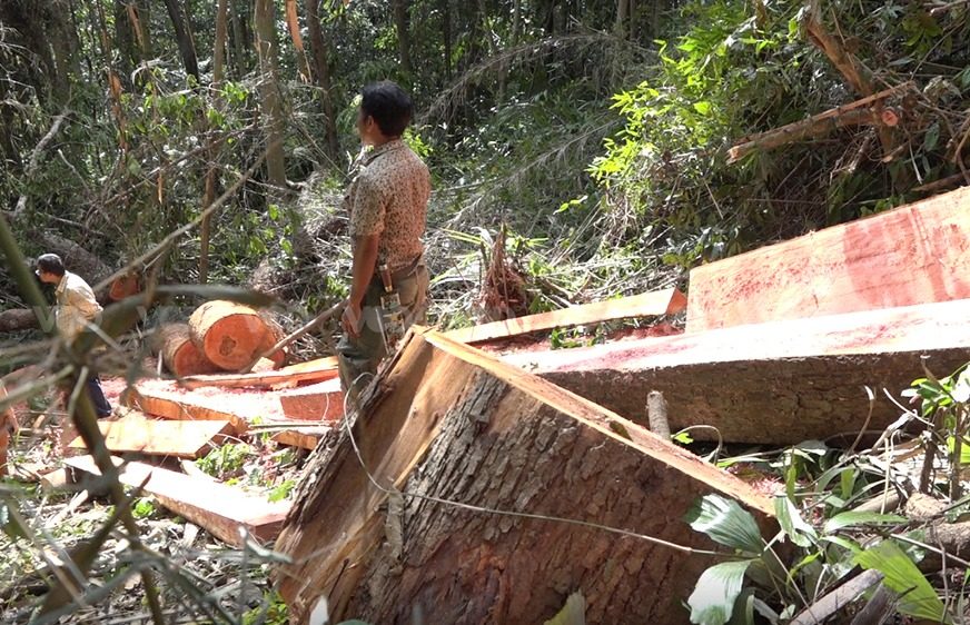 អាមេរិក​បង្ហាញ​កង្វល់​ពី​ការ​បន្ត​បាត់​បង់​ព្រៃឈើ​នៅ​កម្ពុជា​ ស្រប​ពេល​​សកម្ម​ជន​ត្រូវ​បាន​ហាម​មិន​​ឱ្យ​​​ចុះ​​ល្បាត