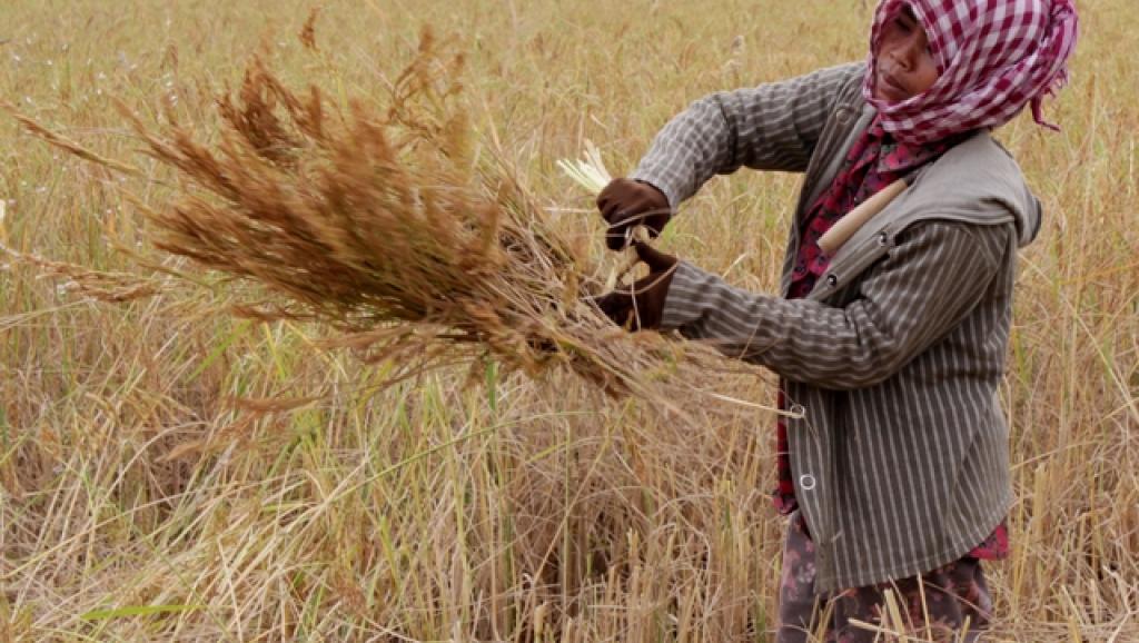 រដ្ឋមន្រ្តី​កសិកម្ម​សង្ឃឹម​ថា​តម្លៃ​ស្រូវ​នឹង​កើន​ឡើង​វិញ​ក្រោយ​ចូល​ឆ្នាំ​ចិន​