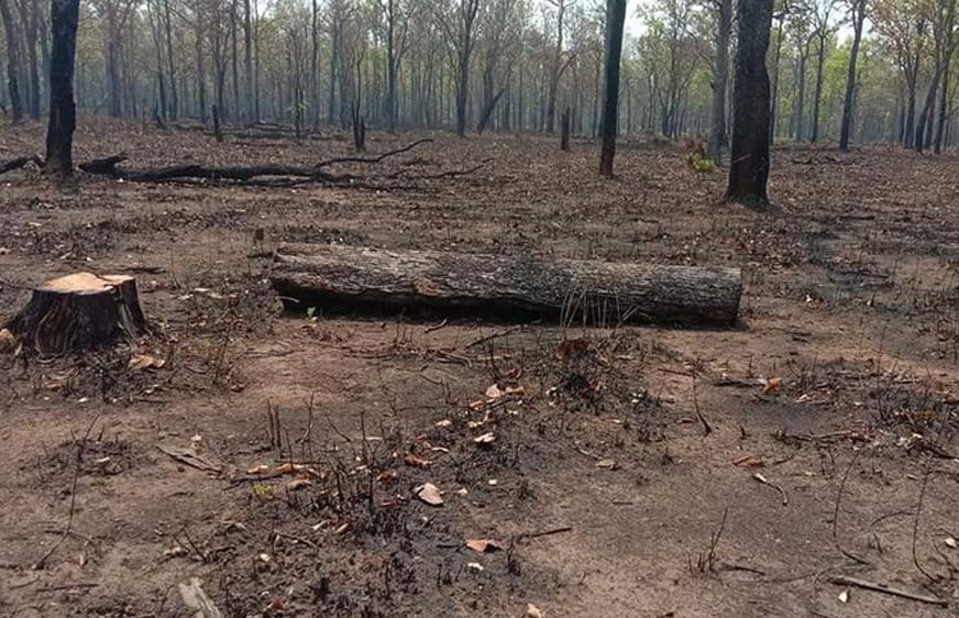 សកម្ម​ជន​​ថា​បទ​ល្មើស​ព្រៃ​ឈើ​ព្រៃ​សង្ឃ​រុក្ខវ័ន​នៅ​បន្ត​កើត​មាន​ជា​បន្ត​បន្ទាប់​