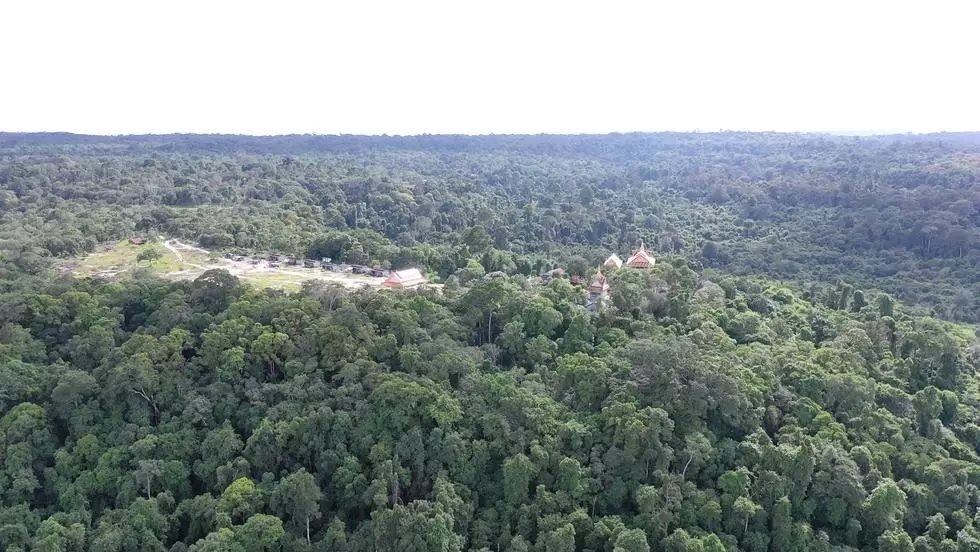 ទិវាព្រៃឈើអន្តរជាតិ៖ បណ្តាញសហគមន៍ព្រៃឡង់ស្នើសុំក្រសួងចូលល្បាតព្រៃឡើងវិញ