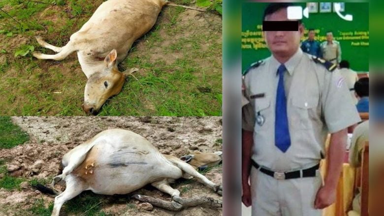 មន្ត្រី​នគរបាល​ត្រូវ​បាន​ផ្អាក​ការងារ​ជា​បណ្ដោះអាសន្ន ក្រោយ​បាញ់​គោ​ងាប់ ២ ក្បាល​នៅ​ក្នុង​ស្រែ​ពង្រោះ