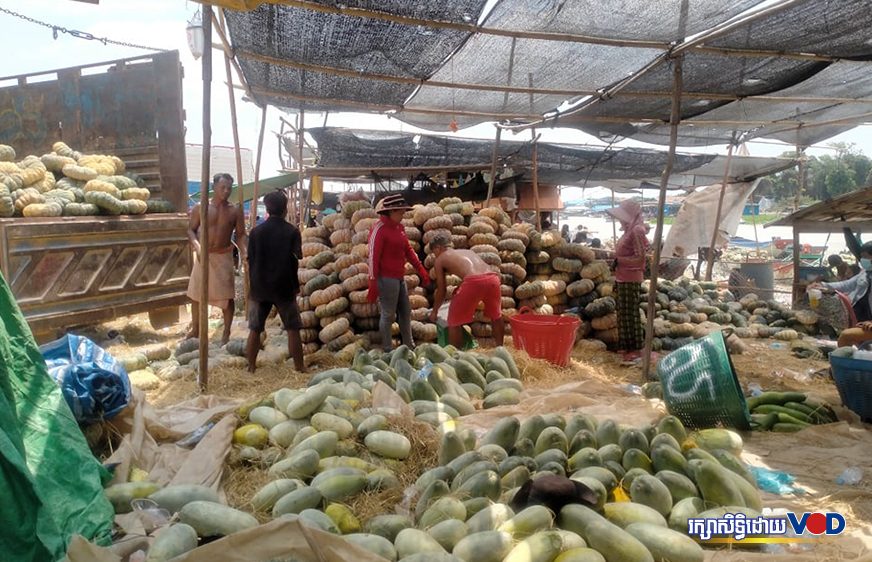 កសិករ​មួយ​ចំនួន​នៅ​កំពង់​ឆ្នាំង​ផ្អាក​បេះ​ល្ពៅ​ព្រោះ​តម្លៃ​ធ្លាក់​ចុះ​មក​នៅ​ត្រឹម​១៥០​រៀល​ក្នុង​មួយ​គីឡូ