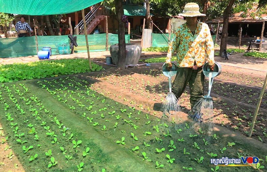 វិភាគ៖ ពេល​ណា​​កម្ពុជា​​អាច​​ដាំ​​បន្លែ​​ហូប​​ខ្លួន​ឯង​​គ្រប់​គ្រាន់​?