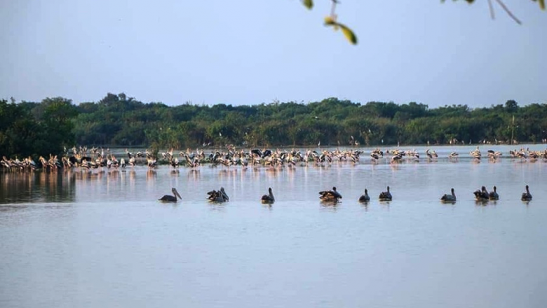 ភាពរាំងស្ងួត​ធ្វើឱ្យ​ទឹក​ឡើង​កម្ដៅ​ គំរាមកំហែង​ជីវិត​ត្រីមេ​ពូជ​ក្នុង​បឹងពារាំង