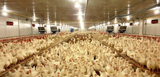 ក្រសួងកសិកម្ម បន្តគាំទ្រវិស័យឯកជន ដើម្បីបង្កើនផលិតភាពផលិតកម្មសត្វ 