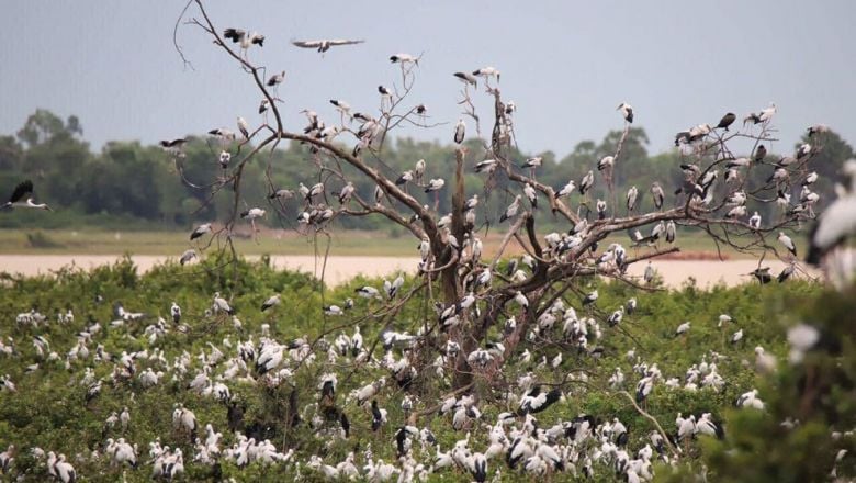 តំបន់​អភិរក្ស​បឹង​ស្នេហ៍​ទួលពាន់តាឡី​មាន​សភាព​ធម្មតា​ឡើង​វិញ ក្រោយ​ពី​សត្វ​ស្លាប​រាប់​ពាន់​ក្បាល​ងាប់​ដោយ​មេរោគ​ផ្ដាសាយ​បក្សី