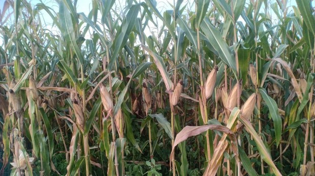 កសិករ​ដាំពោត​ក្រហម​មួយ​ចំនួន​បារម្ភ​ពី​បញ្ហា​ទីផ្សារ ក្រោយ​ថៃ​អនុម័ត​ច្បាប់​រឹត​បន្តឹង​ការ​នាំ​ចូល