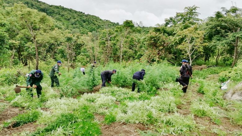 នគរបាល បង្ក្រាប​ ​និង​បំផ្លាញ​​ដំណាំ​កញ្ឆា​ខុស​ច្បាប់​ចំនួន​១៣ ​ទីតាំង ក្នុងស្រុកគិរីវង់ ​ 