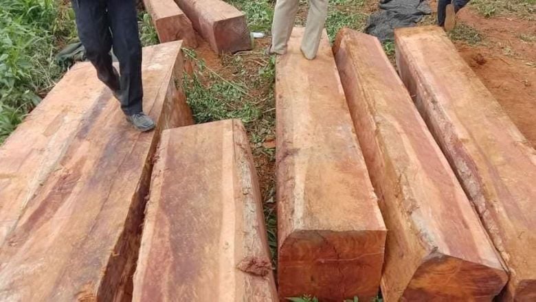 សមត្ថកិច្ច​ជំនាញ​កំពុង​ស្រាវជ្រាវ​រក​ម្ចាស់​ឈើ​ បន្ទាប់ពី​រកឃើញ​គេ​លាក់ទុក​ក្នុងព្រៃ​នៅ​ខេត្ត​មណ្ឌលគិរី