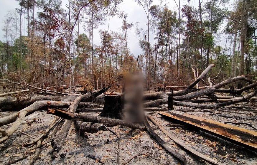 CYN​ រក​ឃើញ​បទ​ល្មើស​ព្រៃឈើ​១០០​ករណី​នៅ​ព្រៃ​ព្រះ​រការ​ក្នុង​រយៈ​ពេល​៣​ថ្ងៃ​