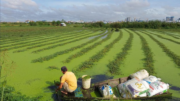 ពលរដ្ឋ​ដាំ​បន្លែ​លើទឹក​បឹងទំពុន​បារម្ភ​បាត់បង់​មុខរបរ ខណៈ​គ្រឿង​ចក្រ​ជា​ច្រើន​កំពុង​ដឹក​ដី​ចាក់​លុប