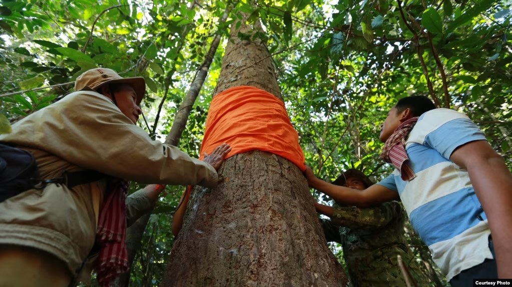 ក្រុម​សង្គម​ស៊ីវិល​ស្នើ​ឲ្យ​រដ្ឋាភិបាល​លុប​អាជ្ញា​បណ្ណ​ក្រុមហ៊ុន​អង្គរ​ផ្លាយវូត​ដែល​នាំ​ឈើ​កម្រ​ចេញ​ទៅ​ប្រទេស​ក្រៅ