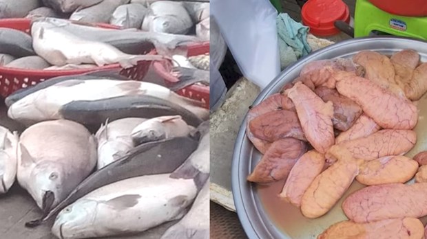 ត្រី​មេ​ពូជ​ពង​កូន​ធំៗ​ជាច្រើន​ត្រូវ​បាន​គេ​នេសាទ​និង​ដាក់​លក់​ក្នុង​ផ្សារ​នៃ​ខេត្តស្ទឹងត្រែង​នៅ​រដូវ​បិទ​នេសាទ