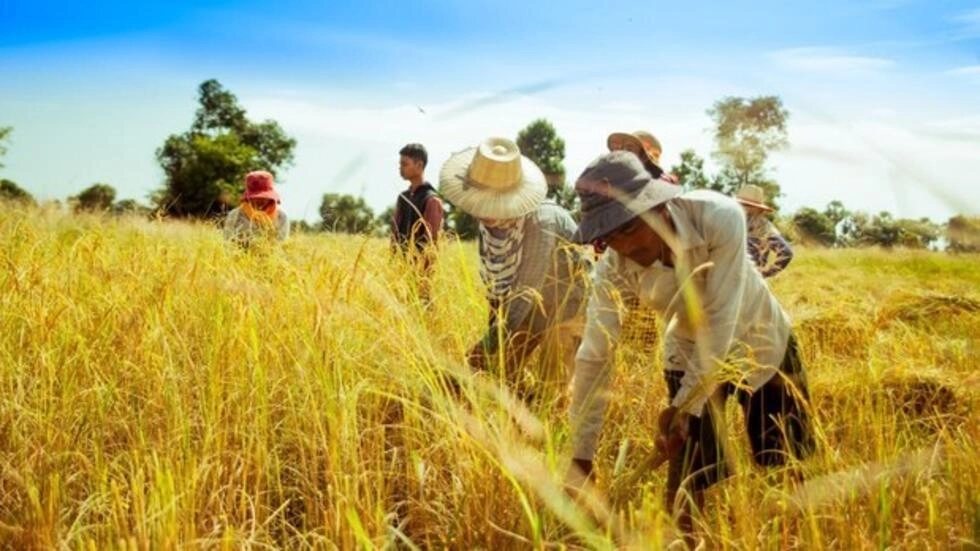 លោក យ៉ង សាំងកុមារ​ ត្រូវការ​ពេល​៥ឆ្នាំ​ដើម្បី​ដោះស្រាយ​បញ្ហា​ស្រូវ​ធ្លាក់​ថ្លៃ​របស់​ប្រជាកសិករ