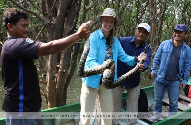 ពស់ថ្លាន់​ចំនួន​ប្រាំ​ក្បាល ត្រូវបាន​លែង​ឲ្យ​ចូលទៅ​រស់នៅក្នុង​ទីជម្រក​ធម្មជាតិ​វិញ
