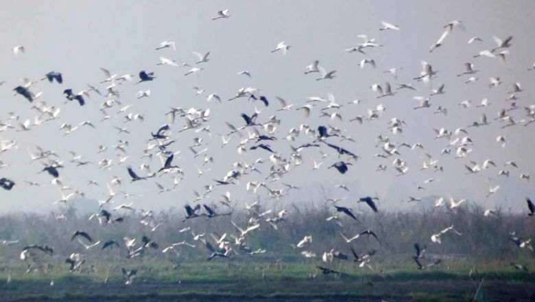 អ្នក​ស្រាវជ្រាវ​រក​មិន​ឃើញ​សត្វ​ត្រយង​ចំពុះ​ស្លាបព្រា​នៅ​បឹង​ព្រែកល្ពៅ និង​អន្លង់ព្រីង