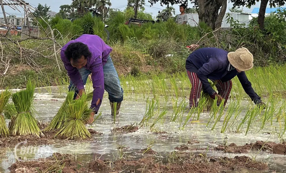 ក្រសួងកសិកម្មនិងអ្នកពាក់ព័ន្ធ៖ ការ​បង្កើត​សហគមន៍កសិកម្ម​ដើម្បី​ជួយ​ដោះ​ស្រាយ​បញ្ហា​ប្រឈម​របស់​កសិករ
