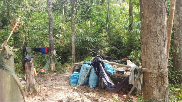 ក្រុម​ឈ្មួញ​មាន​អំណាច​នៅ​ស្ទឹងត្រែង​កំពុង​រត់ពន្ធ​ដើម​វល្លិ​រមៀត​ទៅ​លក់​នៅ​ឡាវ​ដោយ​ខុសច្បាប់