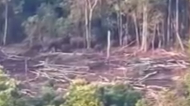 សហគមន៍​ខេត្ត​មណ្ឌលគិរី​បារម្ភ​ពី​សុវត្ថិភាព​ដំរីព្រៃ​ជាច្រើន​ក្បាល​ប្រឈម​ខ្វះ​ទឹក​ពេល​អាកាសធាតុ​ឡើង​កំដៅ