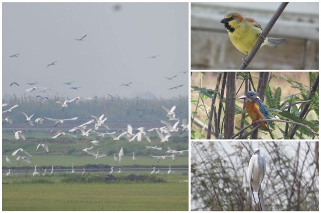 សត្វស្លាបទឹកជាង ១០០ប្រភេទ រស់នៅតំបន់ទេសភាពបឹងព្រែកល្ពៅ និងអន្លង់ព្រីង