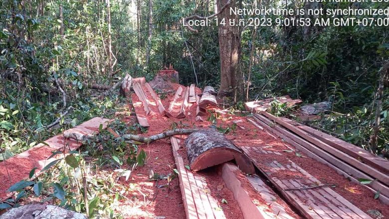 ត្រឹម​ ៤ ​ថ្ងៃ សកម្មជន​ព្រៃឈើ រកឃើញ​បទល្មើស​ព្រៃឈើ​ជាង​ ៧០ ​ករណី​នៅ​ព្រៃ​ឡង់ ប៉ុន្តែ​មន្ត្រី​បដិសេធ​ 