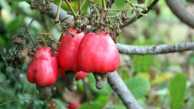 កសិករ​ដាំ​ស្វាយចន្ទី​តាម​បណ្ដា​ខេត្ត​មួយ​ចំនួន​ត្អូញត្អែរ​តម្លៃ​គ្រាប់​ស្វាយ​ចន្ទី​ចុះ​ថោក