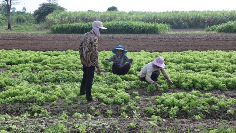 សមាគម​កសិករ​កម្ពុជា​ស្នើ​រដ្ឋាភិបាល និង​ស្ថាប័ន​ពាក់​ព័ន្ធ​ផ្តល់​ដំណោះ​ស្រាយ​ដល់ក​សិករ ដែល​កំពុង​ប្រឈម​ផល​ប៉ះពាល់​ដោយសារ​ជំងឺកូវីដ ១៩