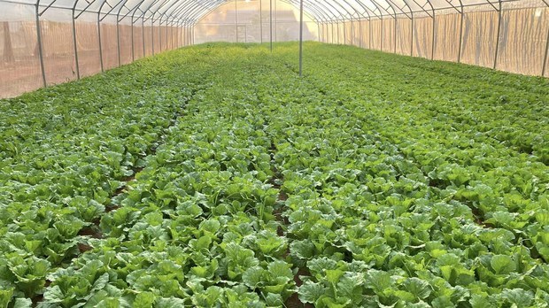 កសិករ​មួយចំនួន​ត្អូញត្អែរ​ពី​តម្លៃ​កសិផល​នៅ​តែ​ធ្លាក់ចុះ