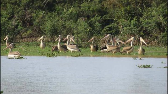បឹងធម្មជាតិ«ពារាំង» ក្នុងខេត្តសៀមរាប កំពុងចូលរួមអភិរក្សសត្វស្លាបដល់ទៅ ១៦០ប្រភេទ