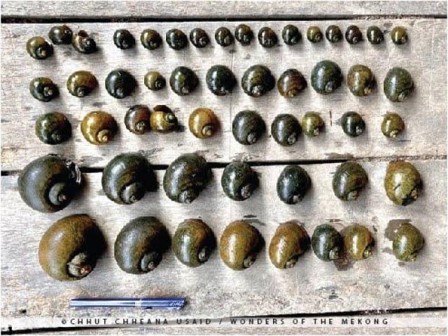 សិប្បីជាតិ