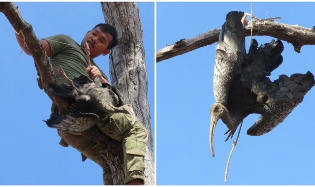 សត្វត្រយងយក្សមួយក្បាលដែលជាប់អន្ទាក់នៅដែនជម្រកសត្វព្រៃលំផាត់ ត្រូវបានជួយសង្រ្គោះ 