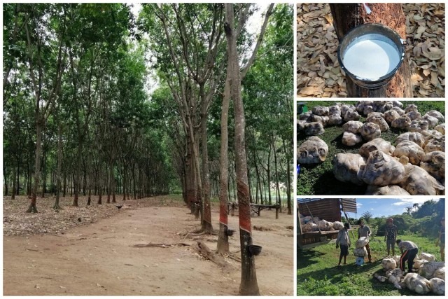 មេពន្ធដារ ប្រាប់ឲ្យម្ចាស់អាជីវកម្មដំណាំកៅស៊ូ ត្រូវទទួលស្គាល់ចំណូល និងចំណាយ 