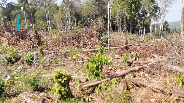 សហគមន៍​ខេត្តមណ្ឌលគិរី​ថា មន្ត្រី​បរិស្ថាន​មិន​ទប់​ស្កាត់​ការ​ទន្ទ្រាន​ព្រៃ​អភិរក្ស ដែល​ស្វា​កន្ទុយ​ស​រស់នៅ