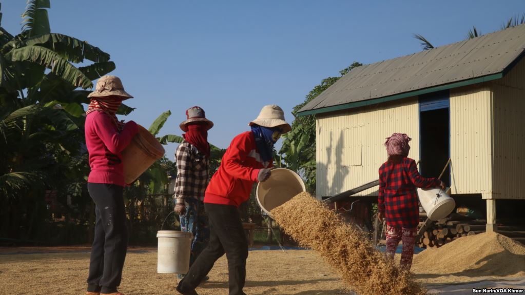 រដ្ឋាភិបាល​ស្នើ​ឲ្យ​សាធារណជន​ទិញ​ផលិត​ផល​ក្នុង​ស្រុក​ខណៈ​តម្លៃ​ស្រូវ​បន្ត​ចុះ​ថោក