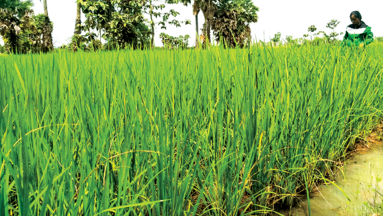 ការបង្កបង្កើន​ផលស្រូវ​រដូវប្រាំង​ឆ្នាំនេះ​មាន​ការកើនឡើង តែ​ការនាំ​ចេញ​ទៅ​ក្រៅប្រទេស​ធ្លាក់ចុះ